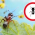 5 Spôsobov, ako sa zbaviť záhrady a domácich mravcov